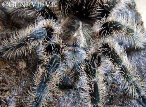 Brachypelma (Euathlus) albopilosa