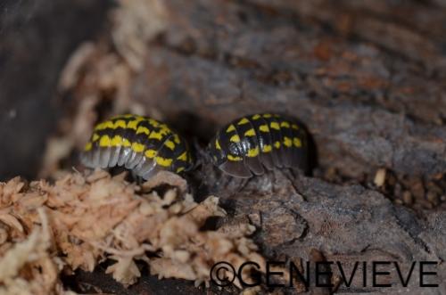 Armadillidium gestroi