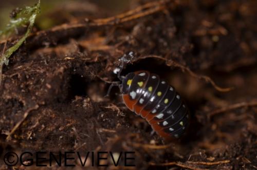 Armadillidium klugii "Montenegro"