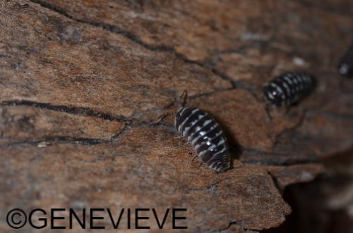 Armadillidium maculatum "zebra"