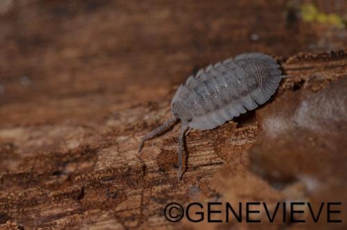 Armadillidium peraccae