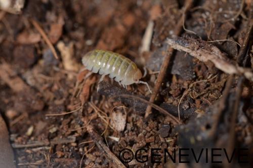 Armadillidium sp Albinos