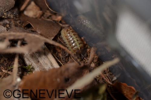 Armadillidium vulgare "Santa Lucia"