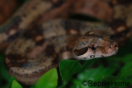 Boa constrictor imperator Honduras