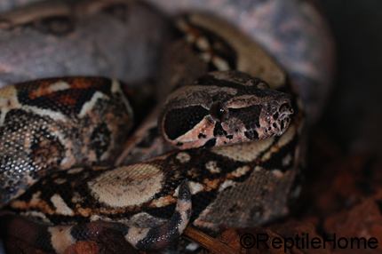 Boa constrictor imperator "Sonora"