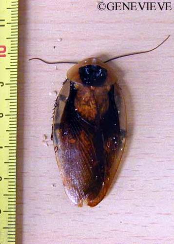 Blabera fusca