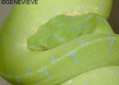 Morelia viridis