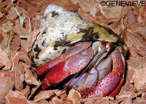 Coenobita clipeatus