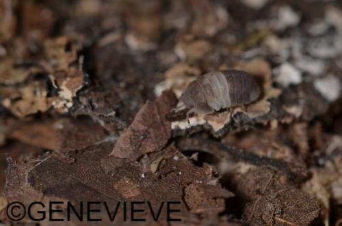 Cubaris sp Panda King