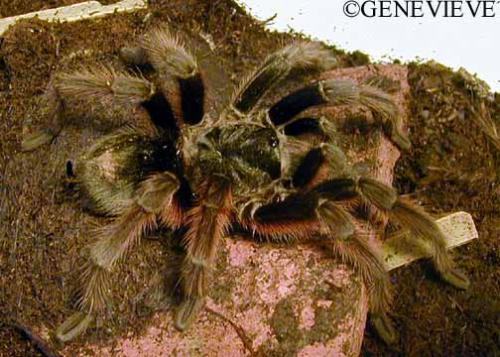 Grammostola burzaquensis