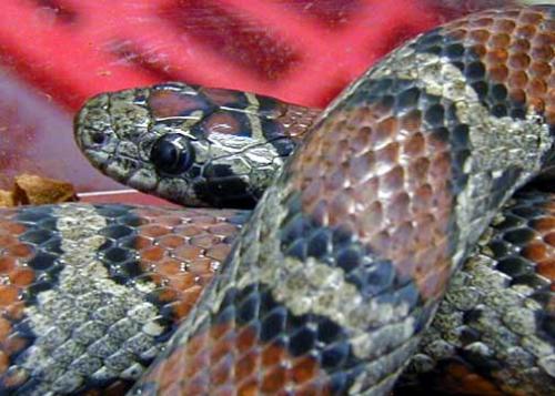 Lampropeltis mexicana