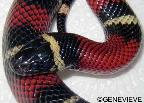 Lampropeltis triangulum nelsoni