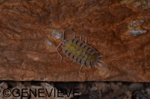 Porcellio bolivari