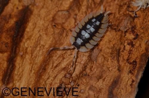 Porcellio expansus