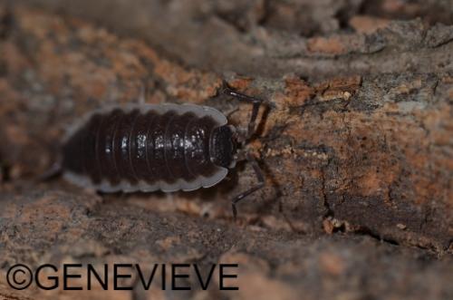 Porcellio hoffmannseggii
