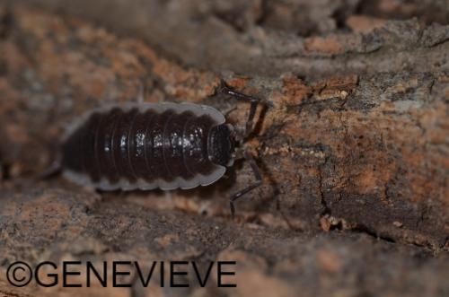 Porcellio hoffmannseggii