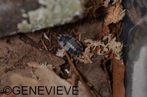Porcellio laevis Dairy Cow