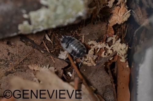 Porcellio laevis "Dairy Cow"