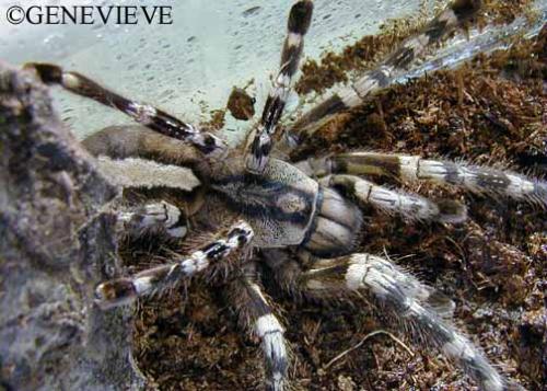 Poecilotheria regalis