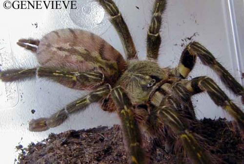Poecilotheria rufilata