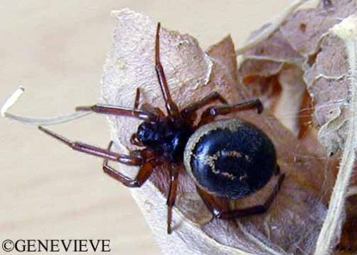 Steatoda grossa