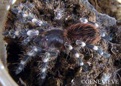 Acanthoscurria geniculata