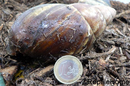 Lissachatina (Achatina) fulica