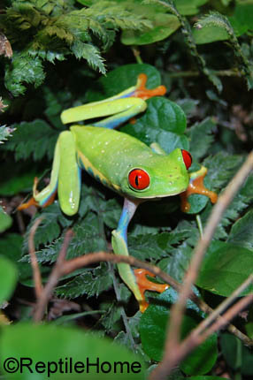 Agalychnis callidryas