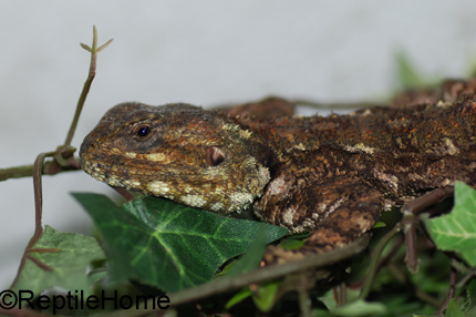 Acanthocercus (Agama) atricollis