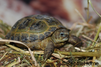 Agrionemys (Testudo) horsfieldii