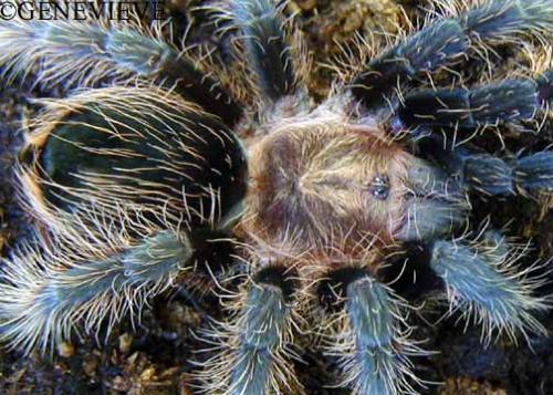 Brachypelma hybride "albovagans"