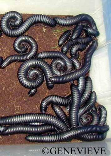 Archispirostreptus gigas
