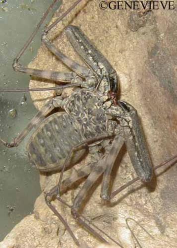 Daemon variegatus