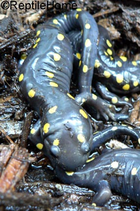 Ambystoma maculatum