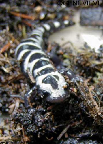 Ambystoma opacum