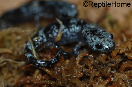 Ambystoma talpoideum