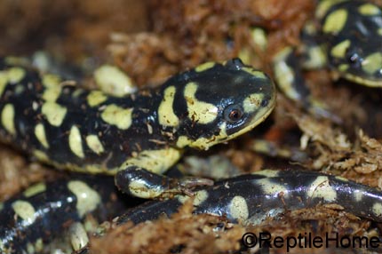 Ambystoma tigrinum complex