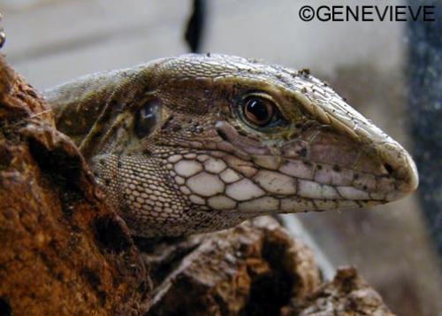 Ameiva sp