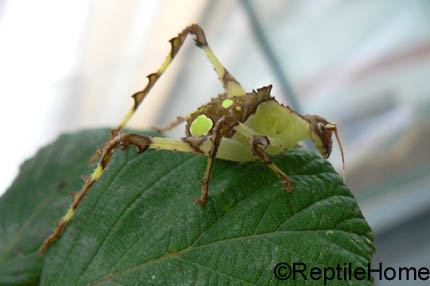 Ancylecha fenestrata