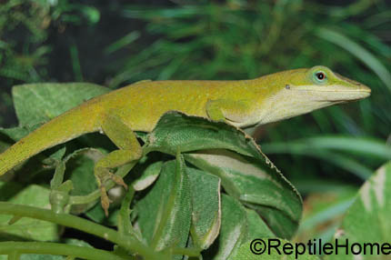 Anolis carolinensis