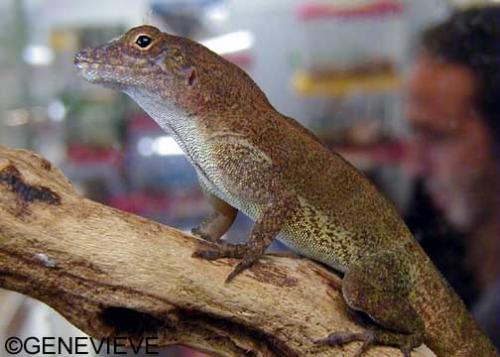 Anolis cristatellus