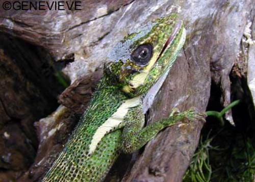 Anolis equestris