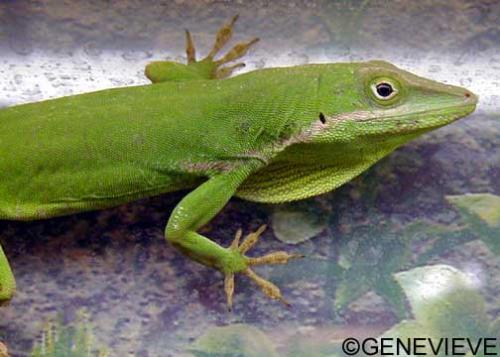 Anolis gundlachi