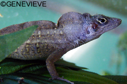 Anolis sagrei