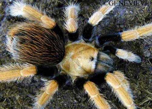 Aphonopelma bicoloratum