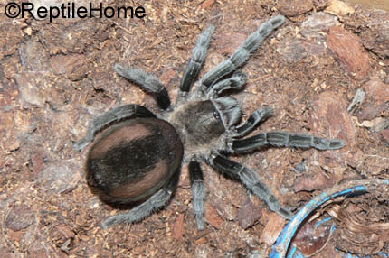 Aphonopelma caniceps