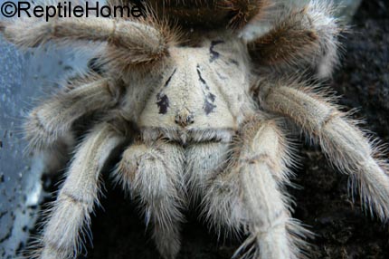 Aphonopelma chalcodes