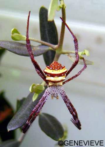 Argiope versicolor