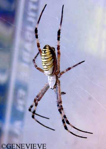 Argiope bruennichi