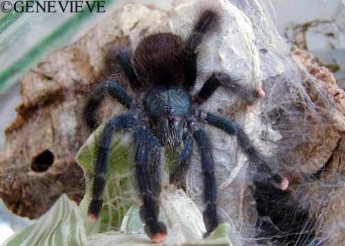 Avicularia sp